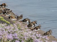 Arenaria interpres 72, Steenloper, breeding plumage, Saxifraga-Theo Verstrael