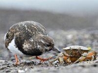 Arenaria interpres 76, Steenloper, Saxifraga-Tom Heijnen