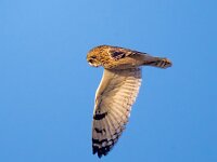 Asio flammeus 32, Velduil, Saxifraga-Bart Vastenhouw