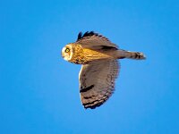 Asio flammeus 35, Velduil, Saxifraga-Bart Vastenhouw