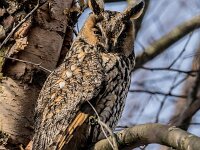 Asio otus 14, Ransuil, adult, Saxifraga-Theo Verstrael