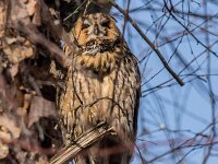 Asio otus 15, Ransuil, adult, Saxifraga-Theo Verstrael