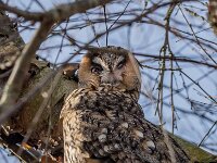 Asio otus 17, Ransuil, adult, Saxifraga-Theo Verstrael