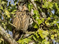 Asio otus 78, Ransuil, adult, Saxifraga-Theo Verstrael