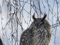 Asio otus 79, Ransuil, adult, Saxifraga-Theo Verstrael