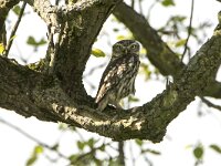 Athene noctua 11, Steenuil, adult, Saxifraga-Theo Verstrael