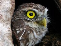 Athene noctua 24, Steenuil, Saxifraga-Iztok Skornik