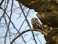 Athene noctua 29, Steenuil, Saxifraga-Hans Dekker