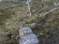 Athene noctua 47, Steenuil, Saxifraga-Dirk Hilbers