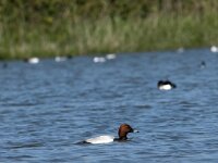 Aythya ferina 19, Tafeleend, Saxifraga-Jan van der Straaten