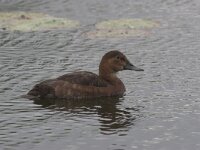 Aythya ferina 7, female, Tafeleend, Saxifraga-Luc Hoogenstein