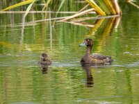 Aythya fuligula 105, Kuifeend, Saxifraga-Bart Heijne