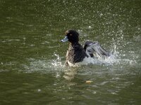 Aythya fuligula 115, Kuifeend, adult male, Saxifraga-Theo Verstrael