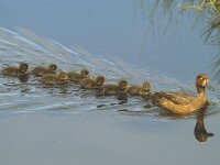 Aythya fuligula 12, Kuifeend, Saxifraga-Piet Munsterman