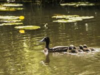 Aythya fuligula 123, Kuifeend, female and juveniles, Saxifraga-Theo Verstrael
