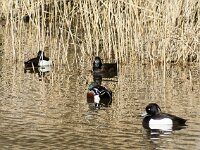 Aythya fuligula 131, Kuifeend, adults, Saxifraga-Theo Verstrael