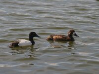 Aythya marila 10, Topper, Saxifraga-Jan Nijendijk