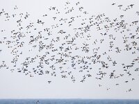 Aythya marila 8, Topper, Saxifraga-Bart Vastenhouw