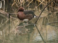 Aythya nyroca 26, Witoogeend, adult, male, Saxifraga-Theo Verstrael