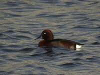 Aythya nyroca 6, Witoogeend, Saxifraga-Henk Sierdsema