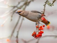 Bohemian waxwing winter passerine bird feeding on berries  The Bohemian waxwing (Bombycilla garrulus) is a starling-sized passerine bird that feeds on berries during winter migration : Assen, Drenthe, Netherlands, animal, background, beak, beautiful, berries, berry, bird, birdwatching, blue, bohemian, bombycilla, branch, closeup, cold, colorfull, eater, eurasia, europe, fauna, feather, feeding, food, fruit, garrulus, mask, migrating, migratory, mountain, natural, nature, northern, passage, portrait, red, rowan, siberian, sky, species, tree, uk, visitor, waxwing, white, wild, wildlife, winter