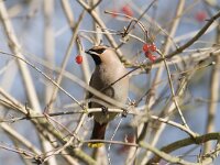 Bombycilla garrulus 11, Pestvogel, Saxifraga-Mark Zekhuis