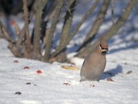 Bombycilla garrulus 5, Pestvogel, Saxifraga-Piet Munsterman