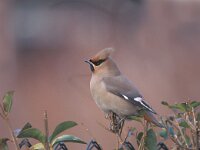Bombycilla garrulus 7, Pestvogel, Saxifraga-Piet Munsterman