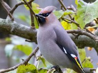 Bombycilla garrulus 83, Pestvogel, Saxifraga-Bart Vastenhouw