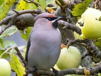 Bombycilla garrulus 84, Pestvogel, Saxifraga-Bart Vastenhouw