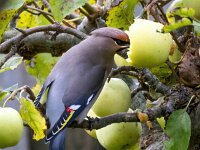 Bombycilla garrulus 92, Pestvogel, Saxifraga-Bart Vastenhouw