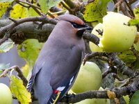 Bombycilla garrulus 95, Pestvogel, Saxifraga-Bart Vastenhouw