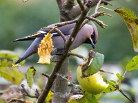 Bombycilla garrulus 97, Pestvogel, Saxifraga-Bart Vastenhouw