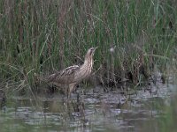 Botaurus stellaris 14, Roerdomp, Saxifraga-Luc Hoogenstein