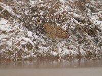 Botaurus stellaris 45, Roerdomp, Saxifraga-Luuk Vermeer