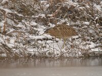 Botaurus stellaris 47, Roerdomp, Saxifraga-Luuk Vermeer