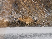 Botaurus stellaris 55, Roerdomp, Saxifraga-Luuk Vermeer