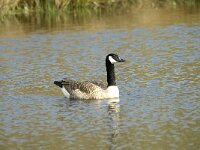 Branta canadensis 19, Grote Canadese gans, Saxifraga-Willem van Kruijsbergen