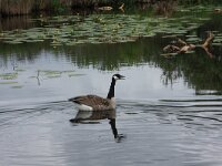 Branta canadensis 23, Grote Canadese gans, Saxifraga-Hans Boll