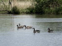 Branta canadensis 28, Grote Canadese gans, Saxifraga-Willem van Kruijsbergen