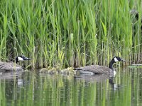 Branta canadensis 29, Grote Canadese Gans, Saxifraga-Tom Heijnen