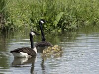 Branta canadensis 35, Grote Canadese gans, Saxifraga-Willem van Kruijsbergen