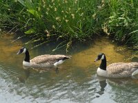Branta canadensis 4, Grote Canadese gans, Saxifraga-Willem van Kruijsbergen