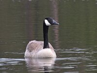 Branta canadensis 43, Grote Canadese gans, Saxifraga-Henk Baptist