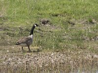 Branta canadensis 44, Grote Canadese gans, Saxifraga-Willem van Kruijsbergen