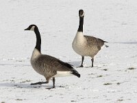 Branta canadensis 7, Grote Canadese gans, Saxifraga-Luc Hoogenstein