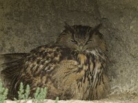 Bubo bubo 10, Oehoe, Saxifraga-Willem van Kruijsbergen