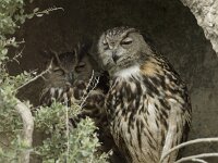 Bubo bubo 18, Oehoe, Saxifraga-Willem van Kruijsbergen