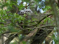 Bubo bubo 24, Oehoe, Saxifraga-Mark Zekhuis