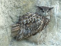 Bubo bubo 3, Oehoe, Saxifraga-Jan van der Straaten